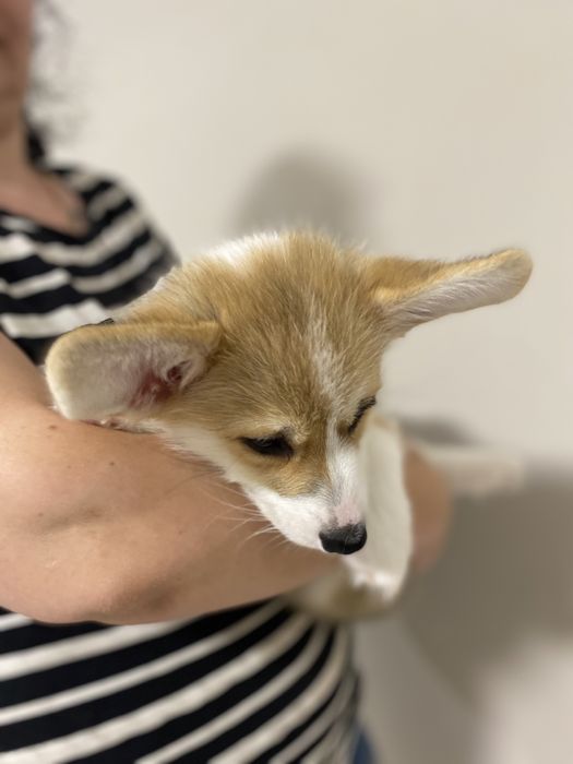 Малюки Вельш Корг