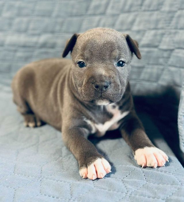 Цуценя АСТ АМСТАФ/ Щенок АМСТАФ АСТ стаффордширский терьер