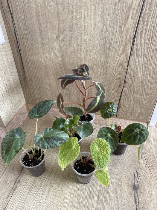 Набір бегоній природні