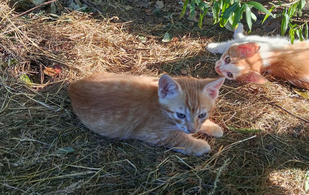 Kocięta do adopcji