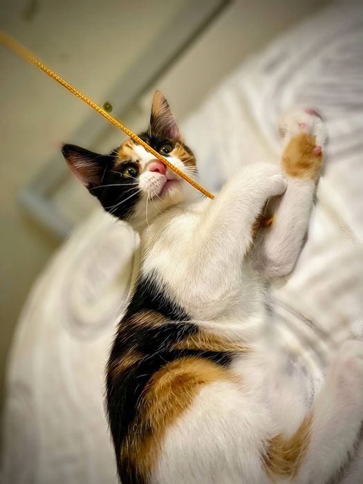 Котенок девочка в добрые руки