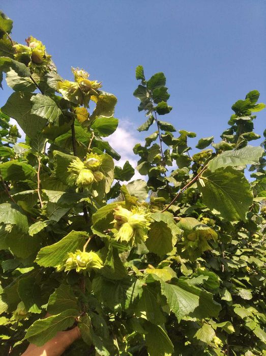Саджанці-відводки фундука  . дворічні 7 со