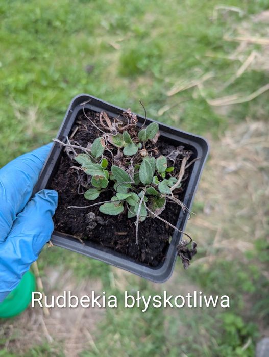 20 sz. Bylin mixuj dowolnie-Kocimiętka  przetacznik, rudbekia