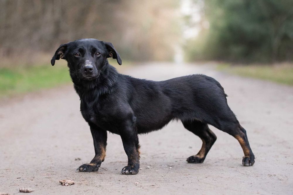 Nitka - maleńka czarnulka - suczka do adopcji