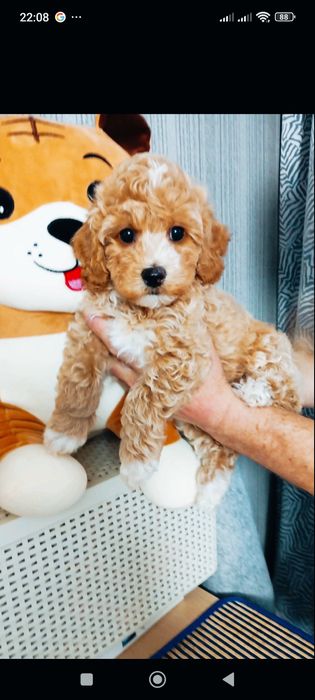 Ведмедики Мальтіпу. F 2.