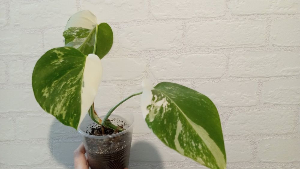 Монстера Альба  варіегатна