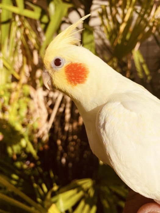 Caturra domesticada lutina grande oportunidade