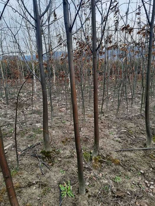 Drzewa do nasadzeń zastępczych - dąb, klon, brzoza, lipa, grab,kasztan
