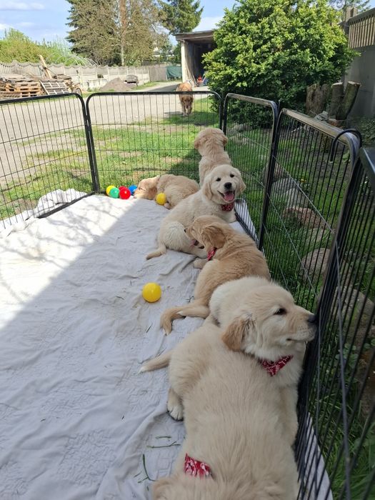 Piekny piesek Golden Retriever