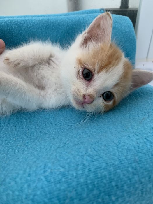 Adoçao responsável  gatinha