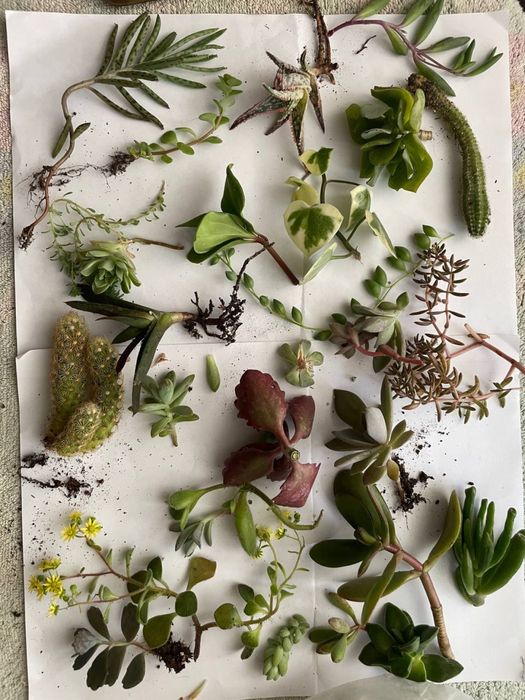 Рослини сукуленти за все 120