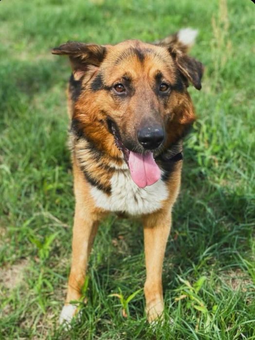 Pieski do adopcji