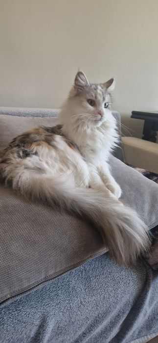 Helena Maine Coon