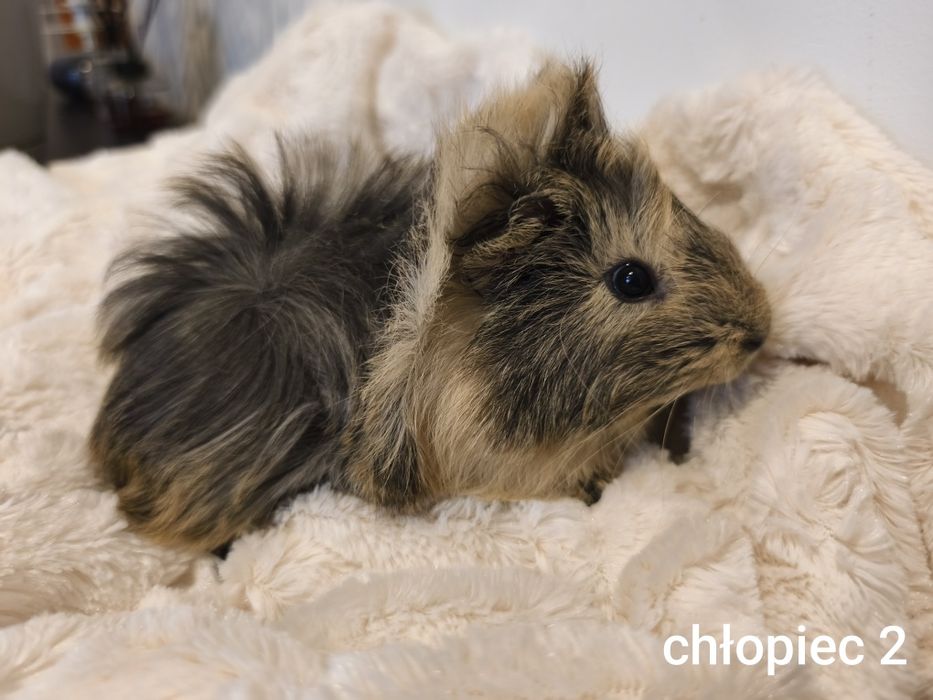 Świnka morska kawia domowa