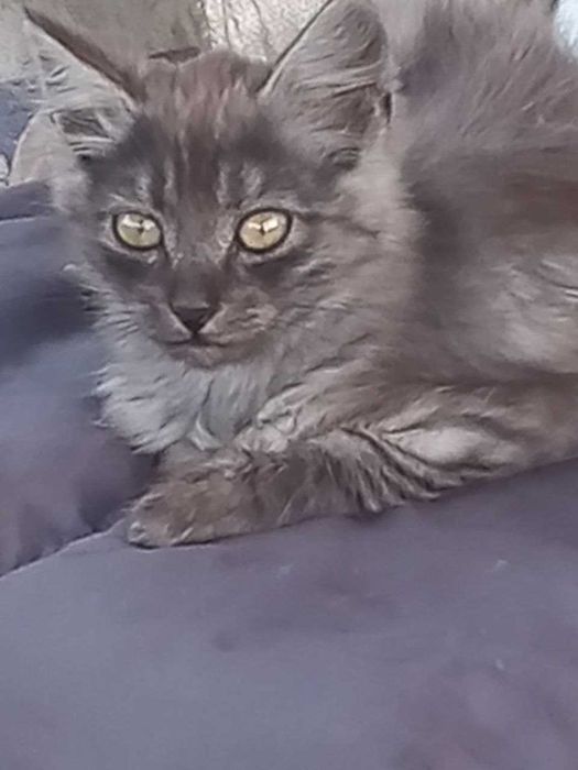 Віддам в добрі руки чотири котика