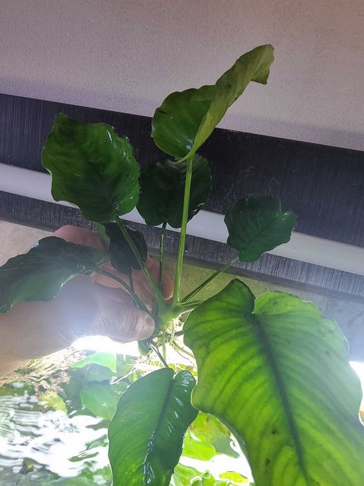 Anubias roślina akwariowa z własnej hodowli