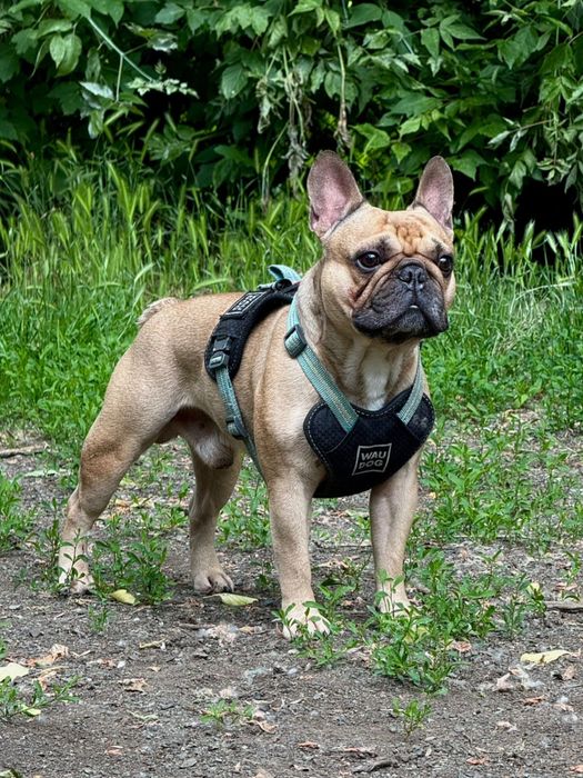 Французский бульдог