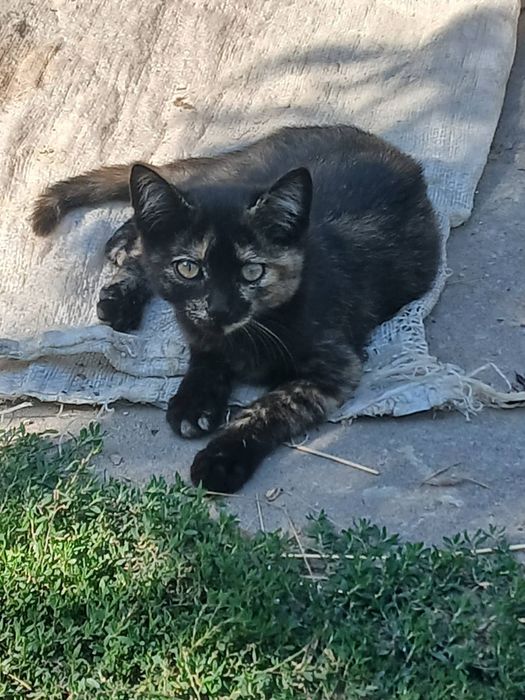Котики і киці шукають домівку