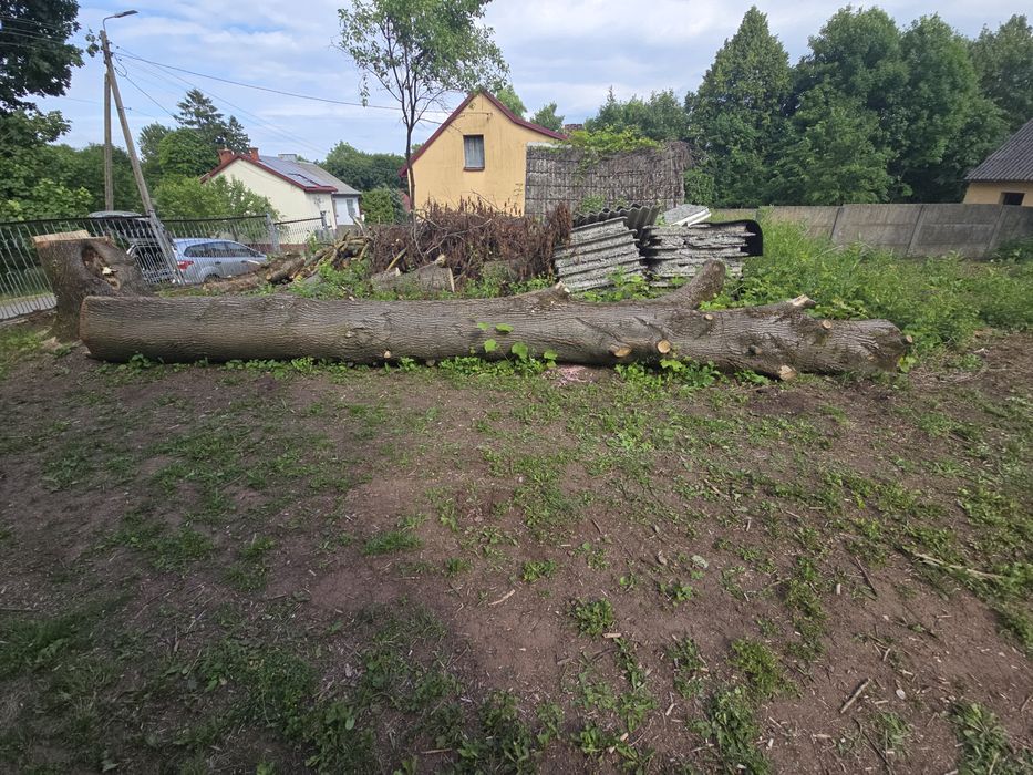 Sprzedam pień lipy 65 cm średnicy 7 m długości