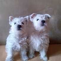 West Highland White Terrier piesek