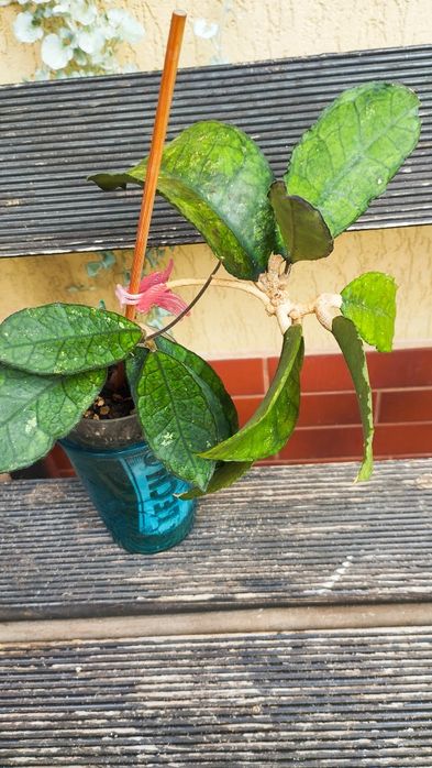 Hoja hoya finlaysinii