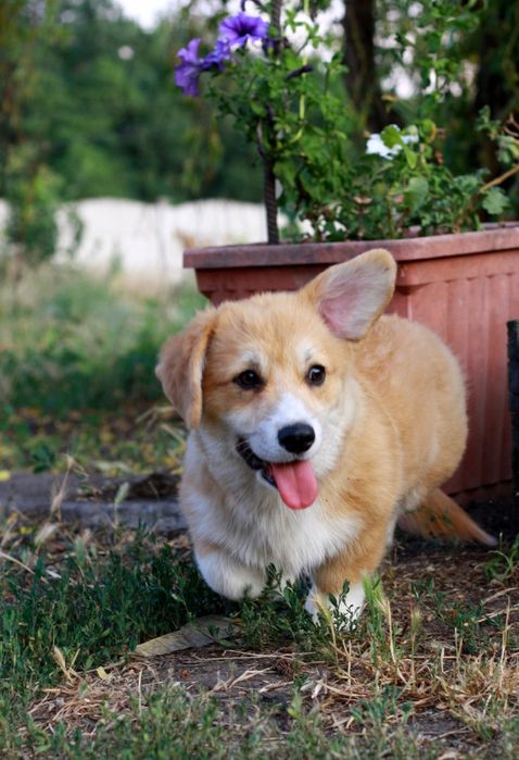 Красунечка породи вельш коргі пемброк КСУ FCI! готова до переїзду!