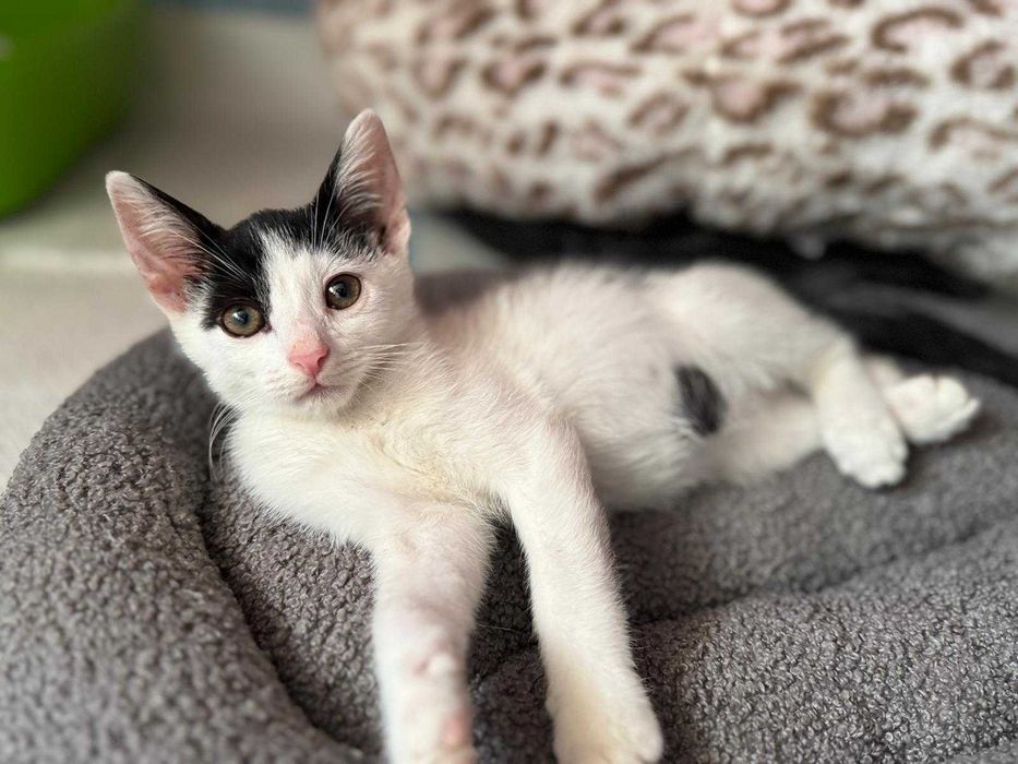 Oreo - miziak i cudowne kocie dziecko szuka domy na stałe