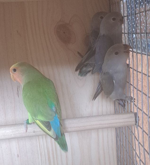 Caturras, agapornis e periquitos