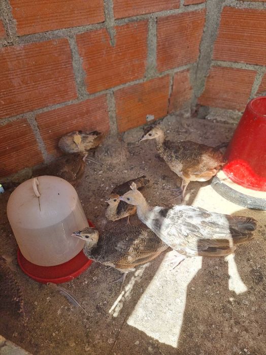 Pavoes asa negra e reais