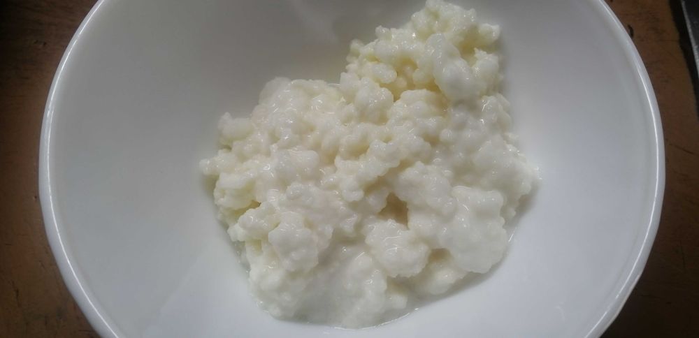 KEFIR de leite - Troco por leite