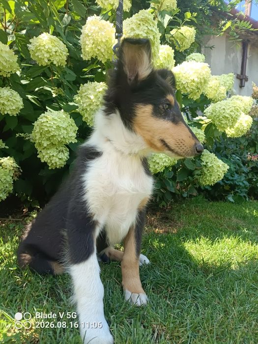 Owczarek szkocki collie