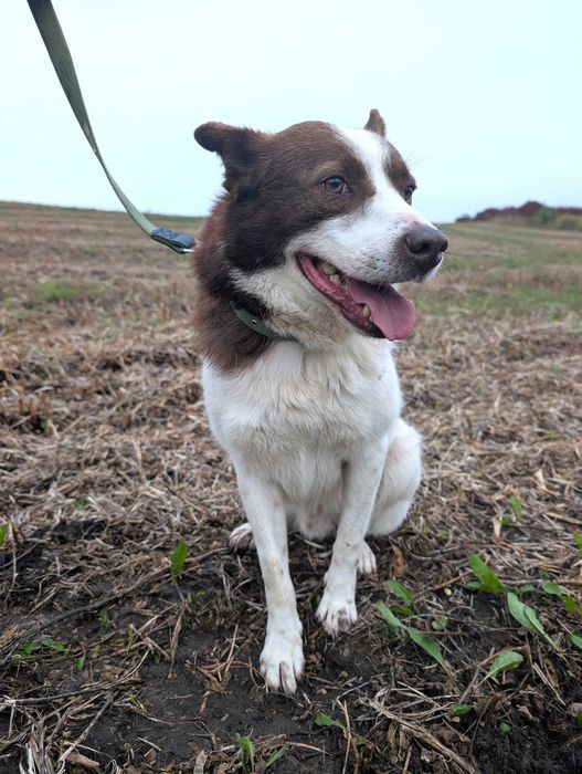Собака в добрі руки (хлопчик, спокійний, вакцинований, не на ланцюг)
