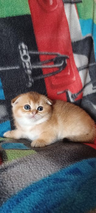 Золотая шиншилла девочка