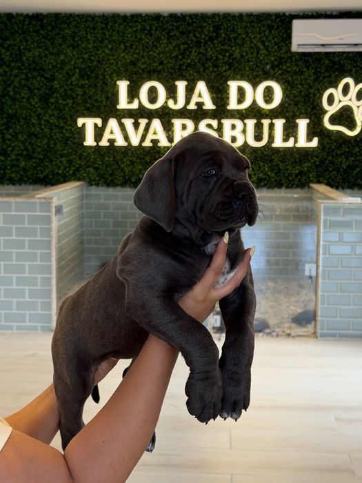 Cane Corso Casa do Tavarsbull