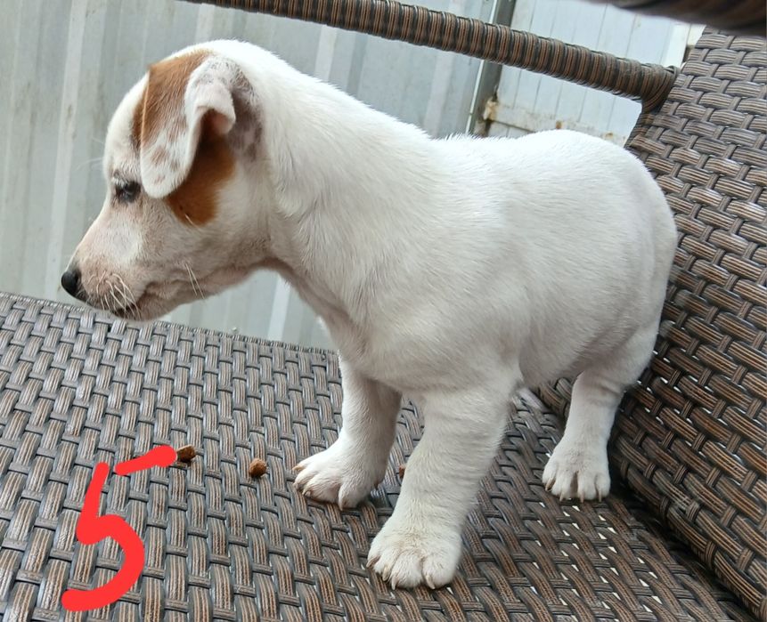 JACK RUSSEL terrier