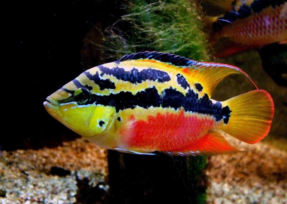Pielęgnica diamentowa - Trichromis salvini - dowozimy, wysyłamy