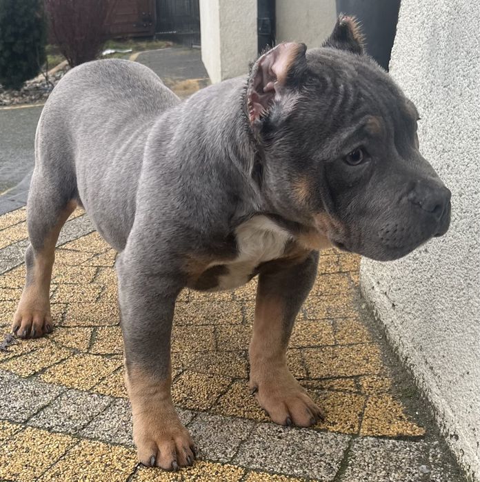 American bully suczka Bydgoszcz • OLX.pl