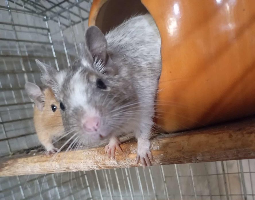 Одам безплатно белок дего і черепаху красноуху