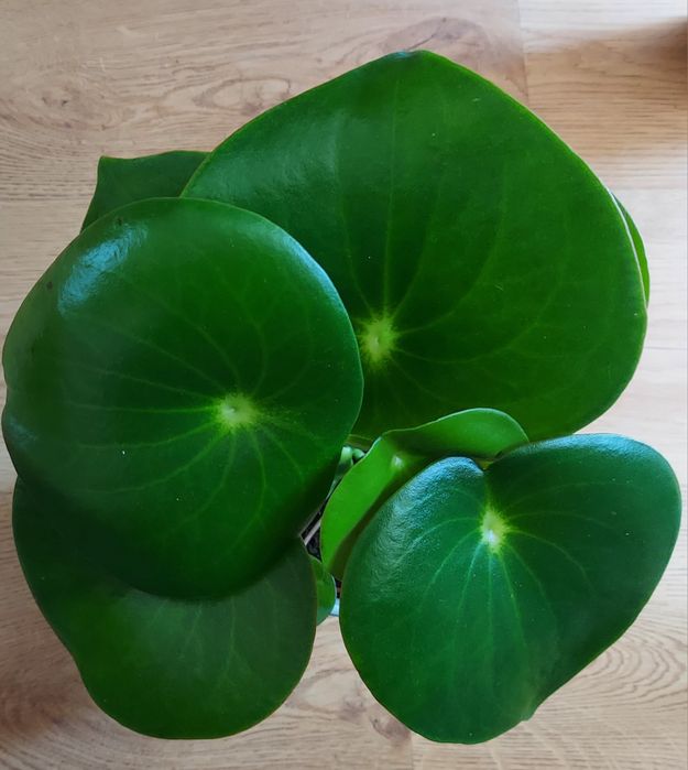 Peperomia raindrop w doniczce