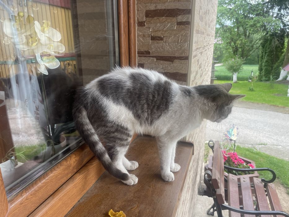 Pan Kot szuka domu