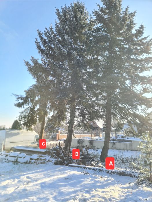 Oddam Drzewo świerkowe za wycinkę