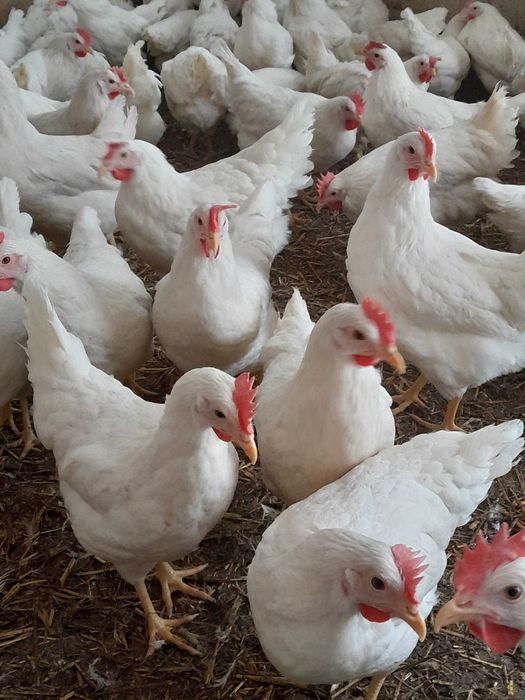 Kury Sandy z Pierwszym Jajkiem 22 tygodnie Nioski Młode