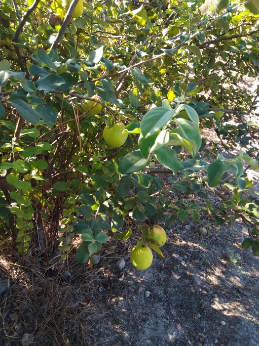 Marmelos biológicos