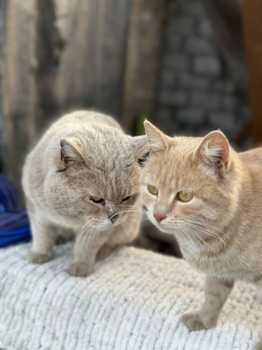 Віддам молоду Кішечку в добрі руки. І кота Британця.