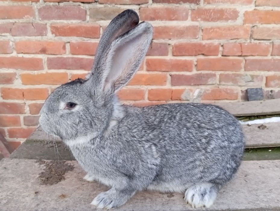 Sprzedam samce olbrzymy Belgijskie