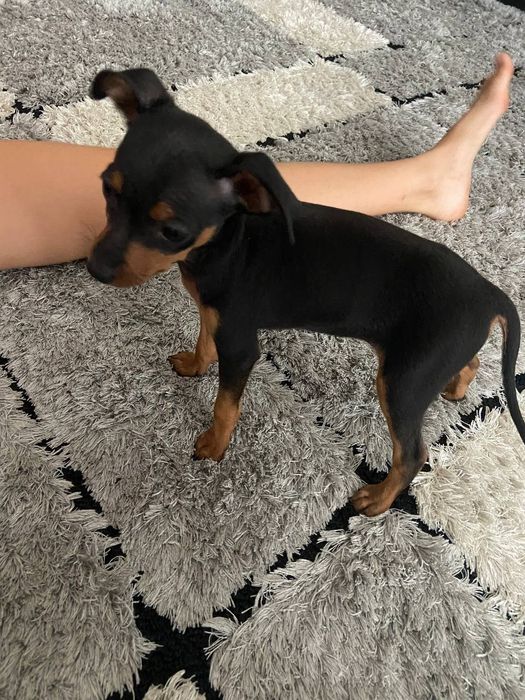 Pinscher macho top