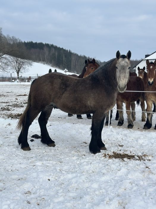 Ogier zimnokrwisty Herkules