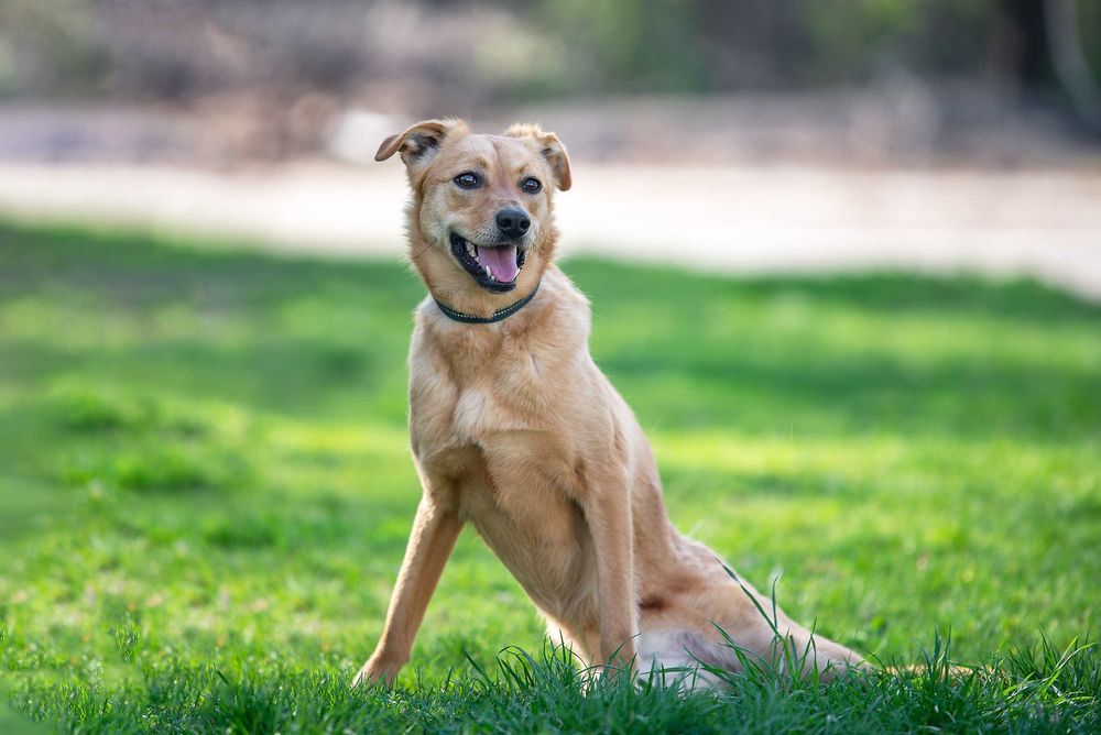 Віддам в добрі руки особливу молоду собачку Фею.