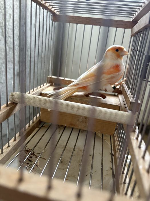 Canários arlequim e outros