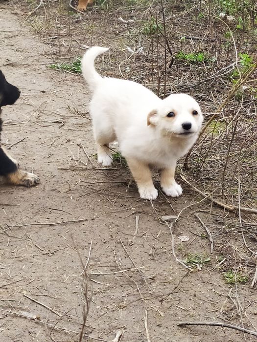 Отдам даром в хорошие руки щенков